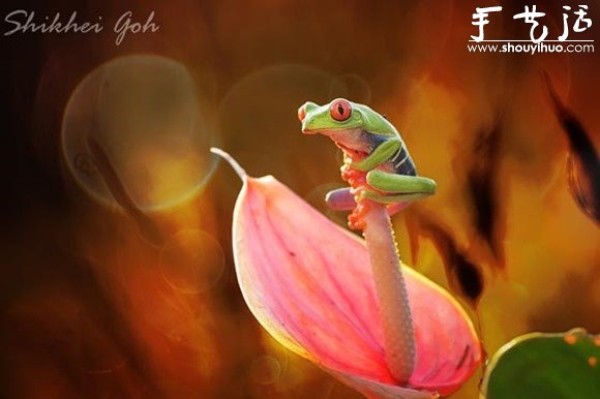 Creative photography, take interesting frogs