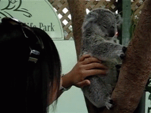 The cutest photo of a koala in history. Its so cute! 