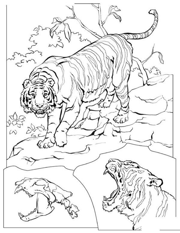 Jungle Tiger Simple Drawing Picture