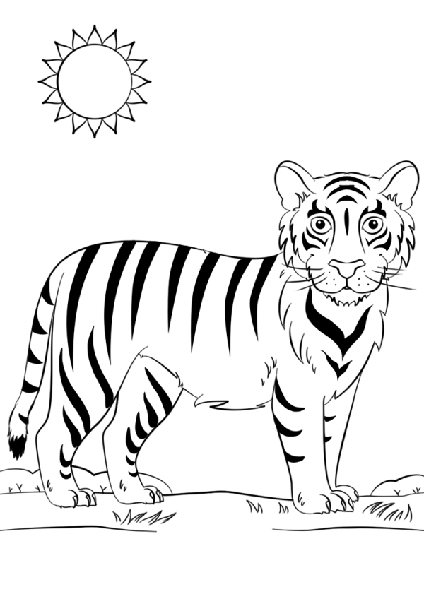 How to draw a cartoon tiger