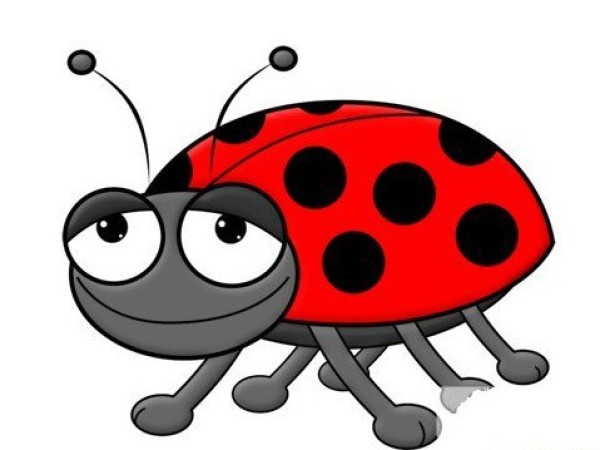 Cute seven-star ladybug