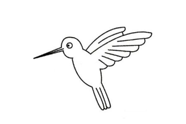 Complete collection of simple drawings of hummingbirds and drawing steps