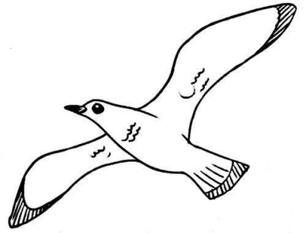 Seagull simple drawing picture