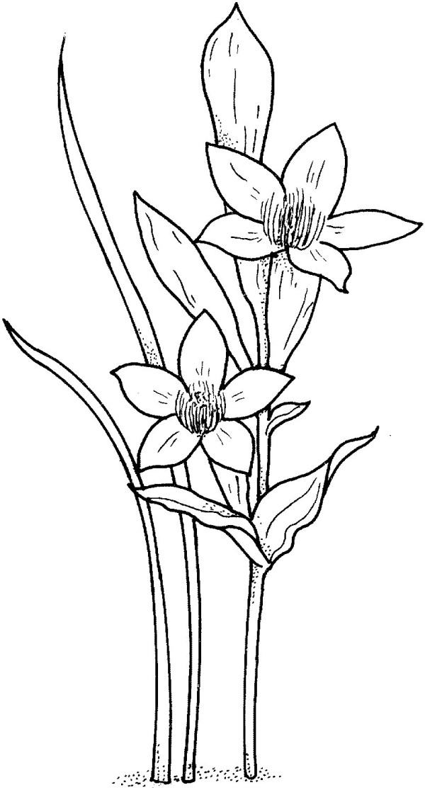 Simple way to draw daffodils