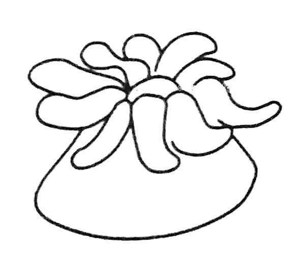 Learn to draw cartoon sea anemone in four steps