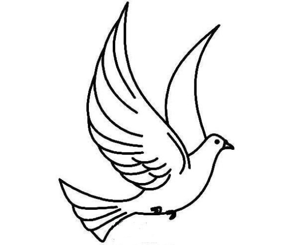 Hand drawn simple drawing of flying peaceful dove