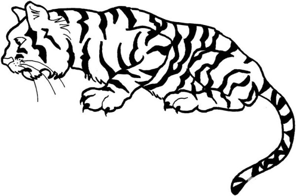 A complete collection of tiger drawing techniques