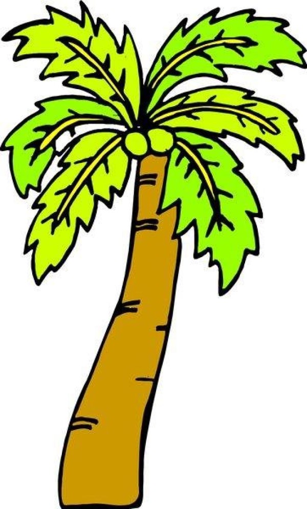 Colorful coconut tree cartoon simple drawing