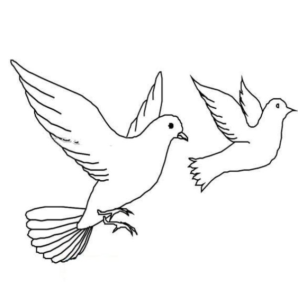 Creative Peace Dove Simple Drawing