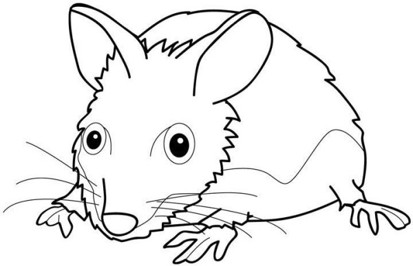 How to draw a little mouse in simple strokes