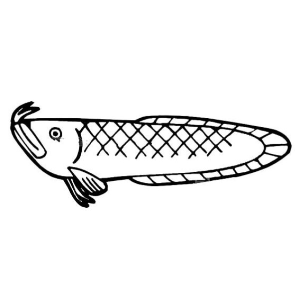 Arowana simple strokes picture