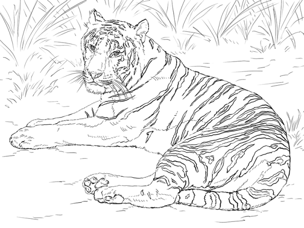 siberian tiger