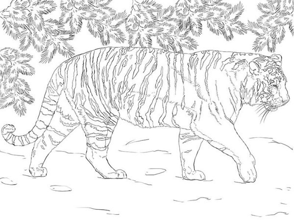 Amur tiger