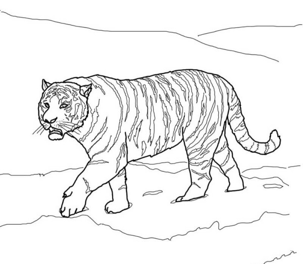 Amur tiger