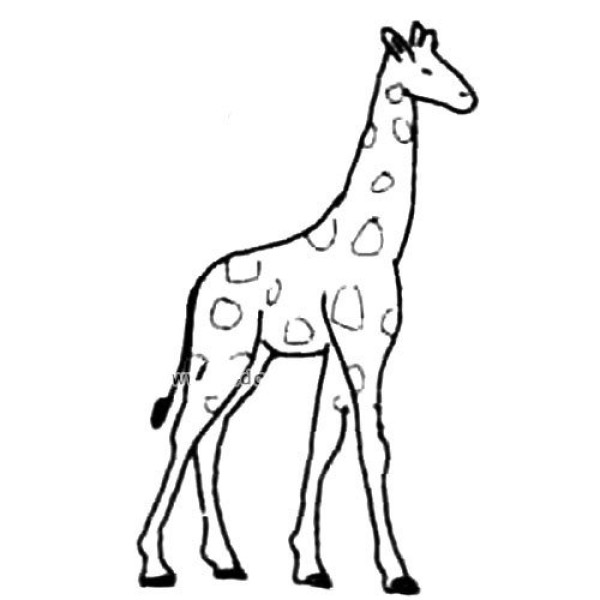 Super popular cute animal giraffe