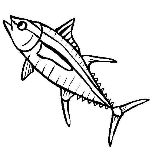 Marine life pictures Yellowfin tuna simple drawing pictures