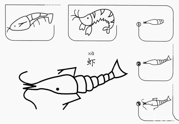 How to draw a shrimp