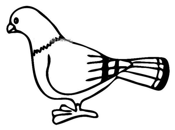 Simple strokes of pigeon pictures