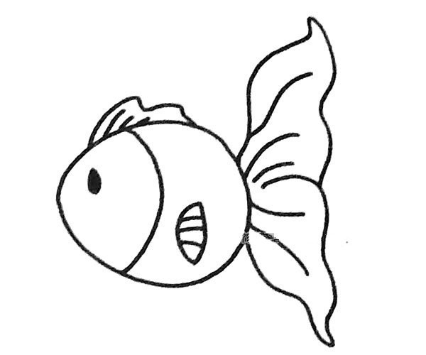 Draw a beautiful guppy in four simple steps