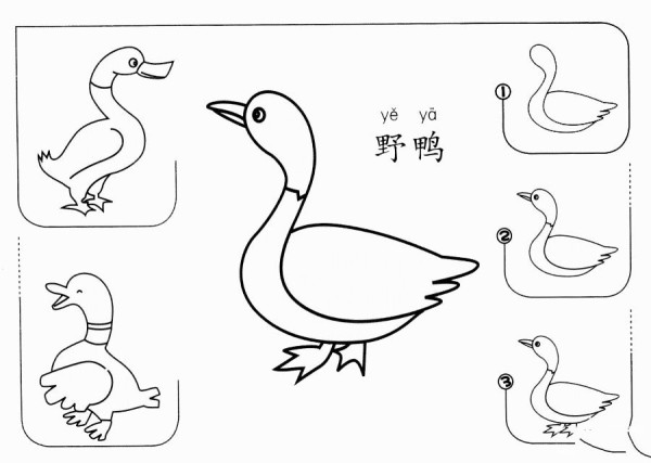 How to draw a wild duck