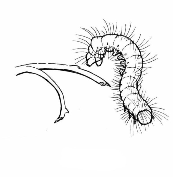 Childrens simple drawings about caterpillars