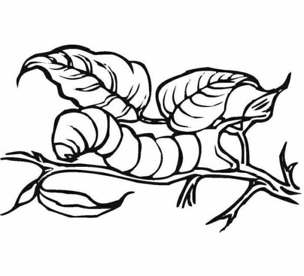 Simple drawing of caterpillar eating leaves