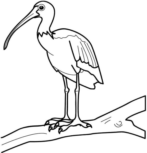 Simple drawing of bird, simple drawing of ibis animal, step by step diagram