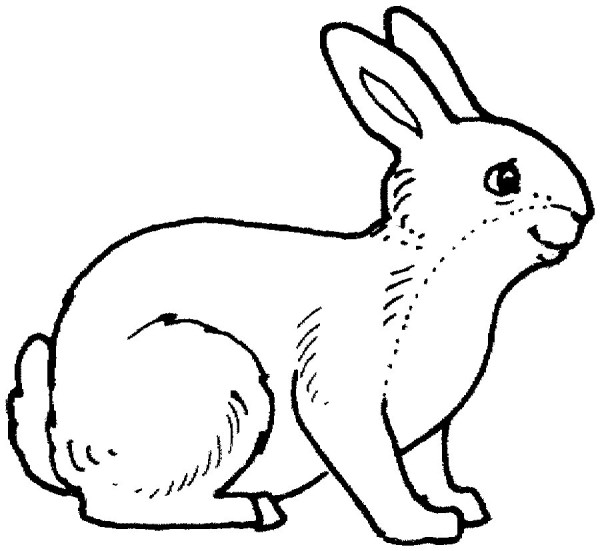 Cute rabbit simple drawing picture