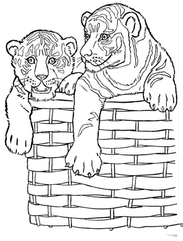 Two little tigers in the basket