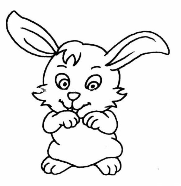 Cute rabbit