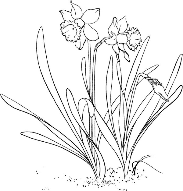 How to draw daffodils