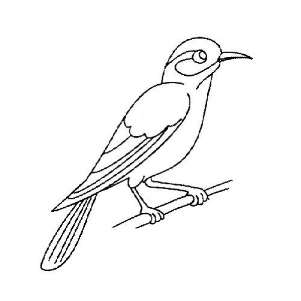 Simple drawing of cute thrush