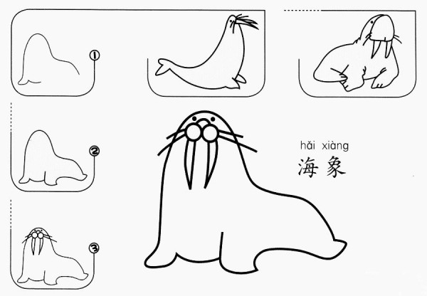 How to draw a walrus