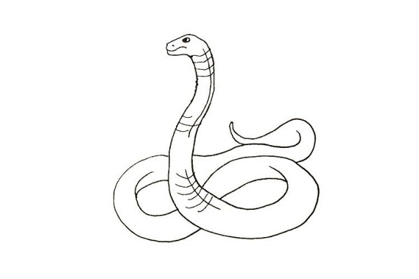 How to draw a scary cobra in 7 steps