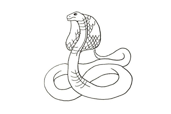 How to draw a scary cobra in 7 steps