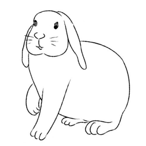 Rabbit