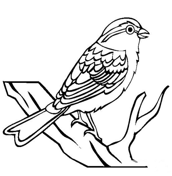 Complete collection of simple animal drawings Simple drawing pictures of Brown-spotted Finches and Buntings