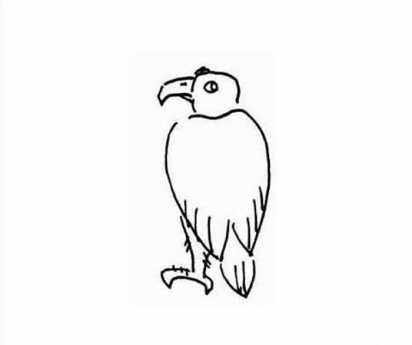 A set of simple drawing pictures about eagles