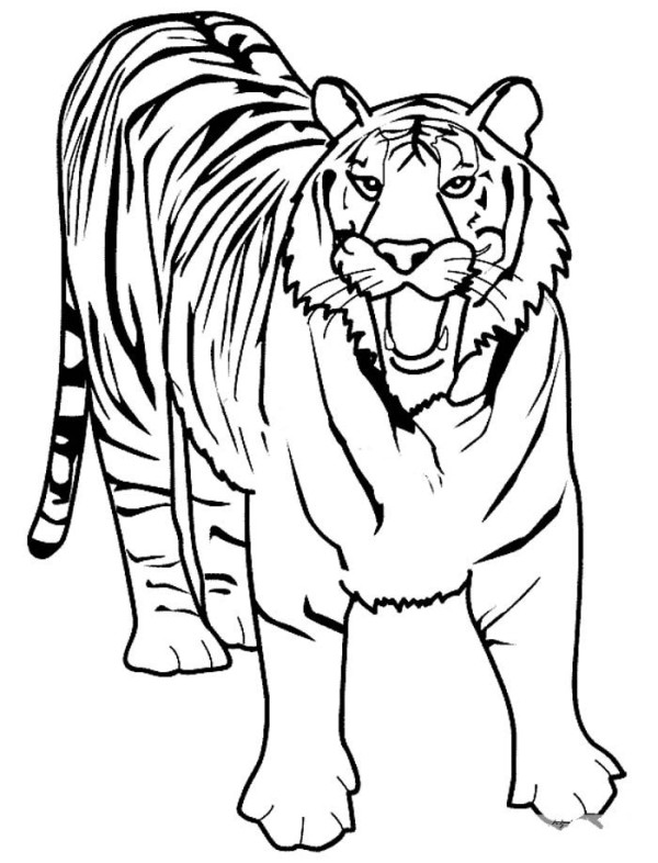 Roaring tiger simple drawing picture