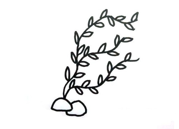 6 simple drawing pictures of marine plants