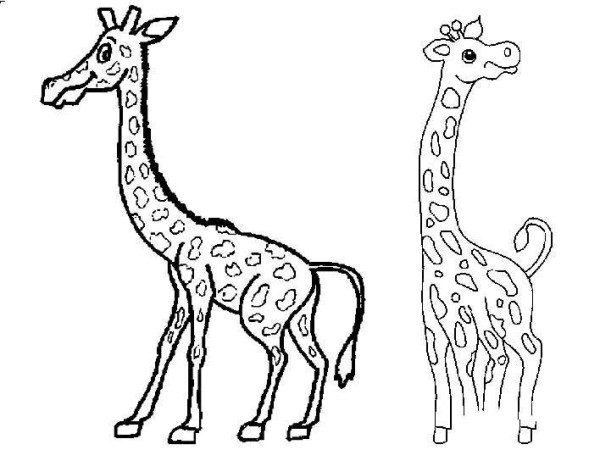 Primary school giraffe simple drawing picture