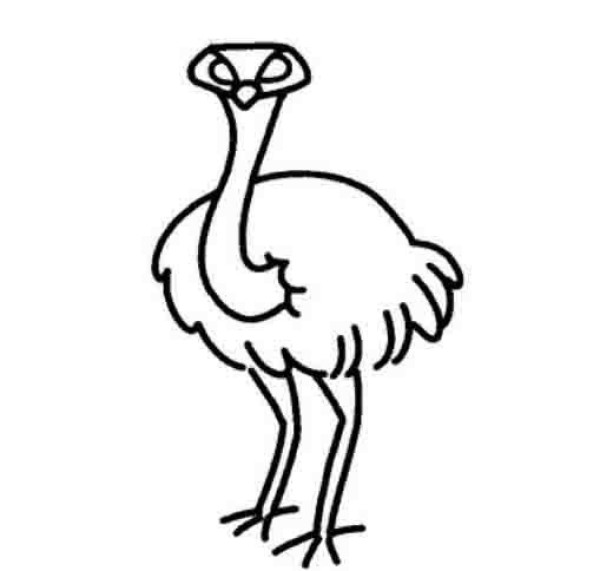 About ostrich simple strokes pictures