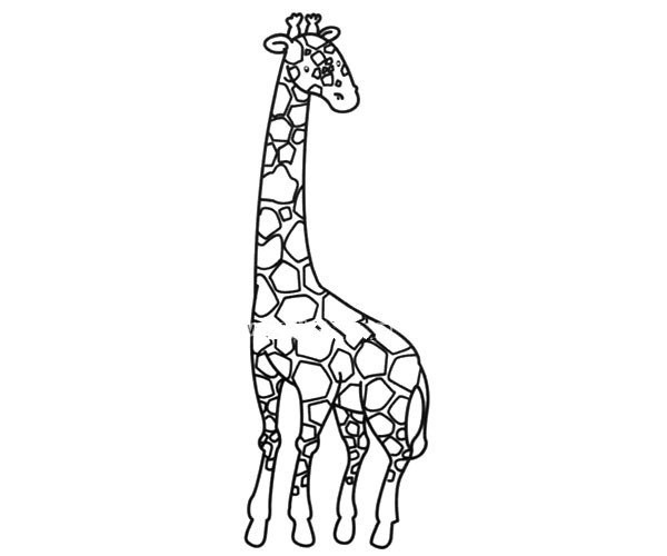 Simple picture of giraffe