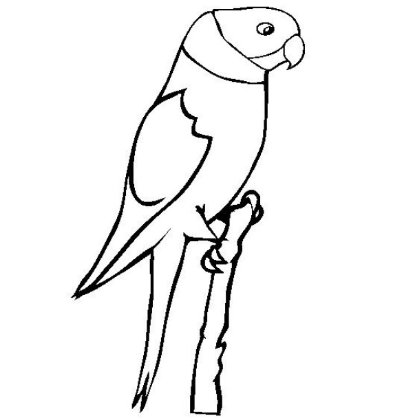 Bird simple drawing, parakeet simple drawing picture