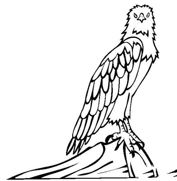 Simple drawing of bird, simple drawing of white-bellied sea eagle