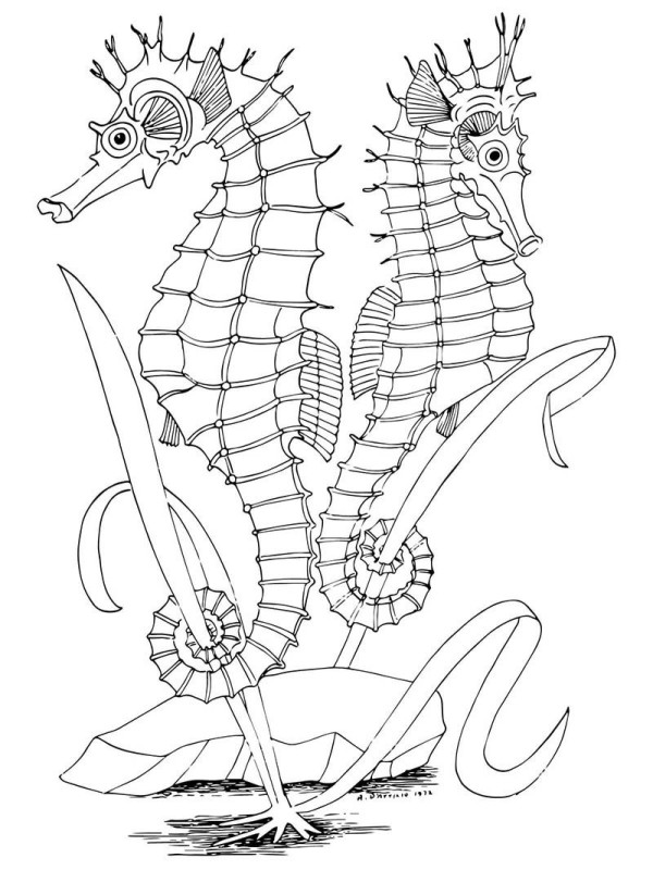 Simple drawing of two seahorses