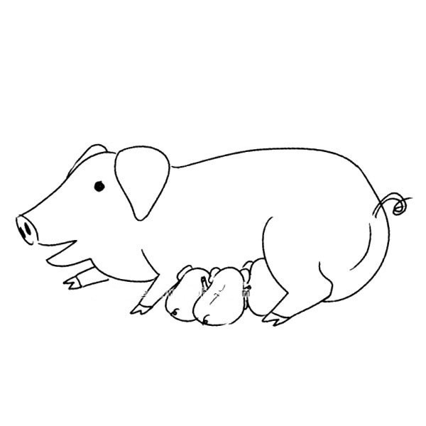 Simple drawing picture of mother pig feeding her cubs