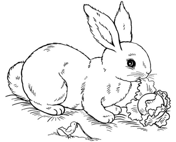 rabbit eating carrot