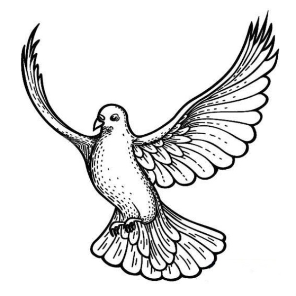 Beautiful pigeon simple drawing picture