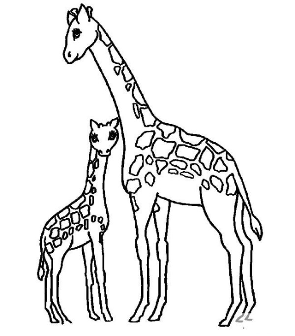 Simple drawing of baby giraffe and mother giraffe